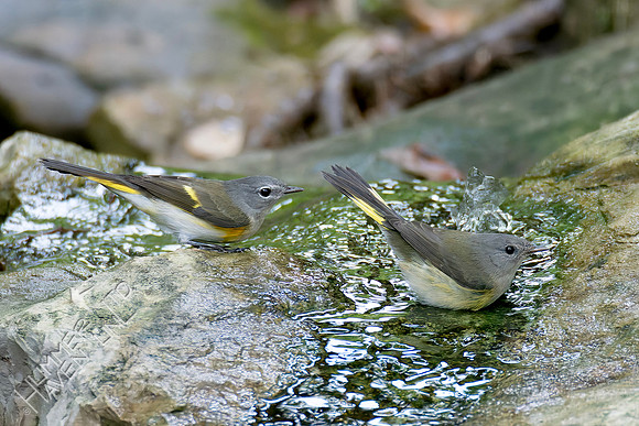 9-11-26 American Redstart first fall male and female
