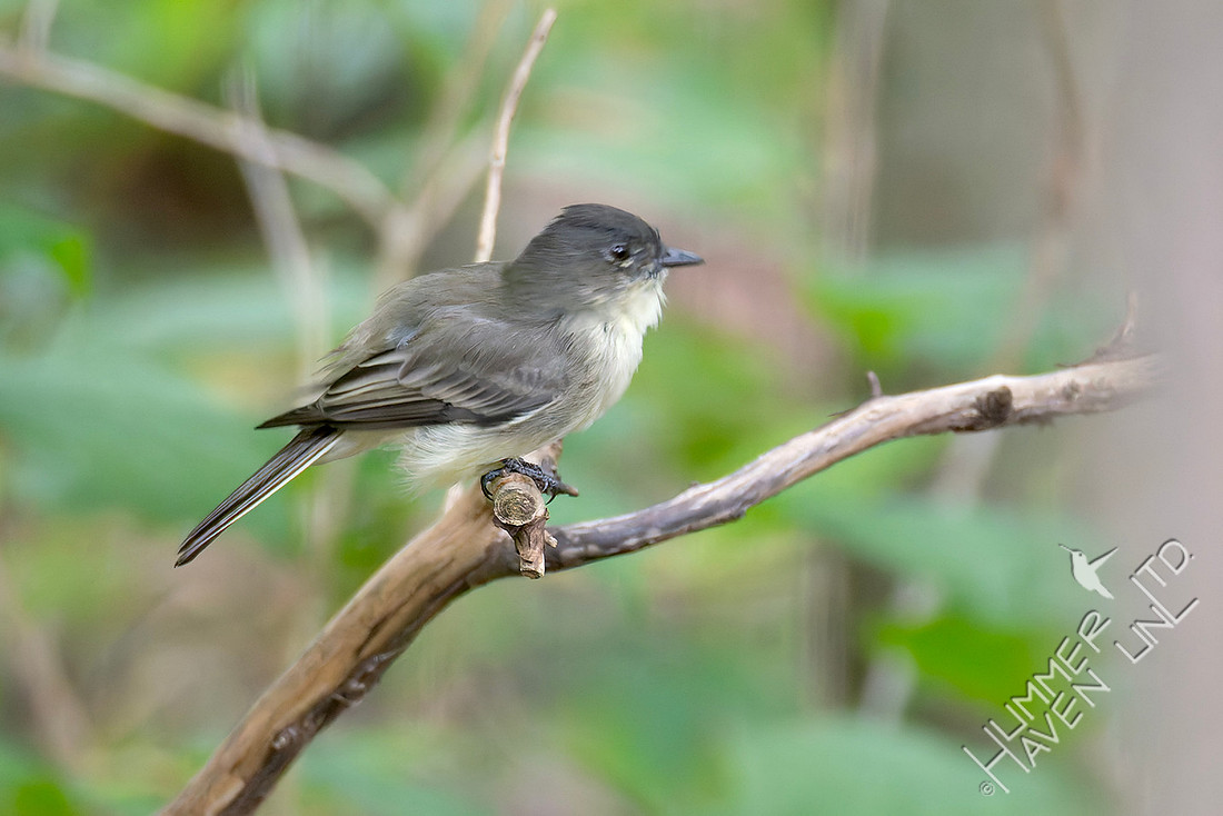9-11-26 Eastern Phoebe