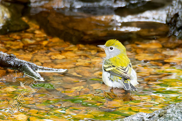 9-11-26 Chestnut-sided Warbler