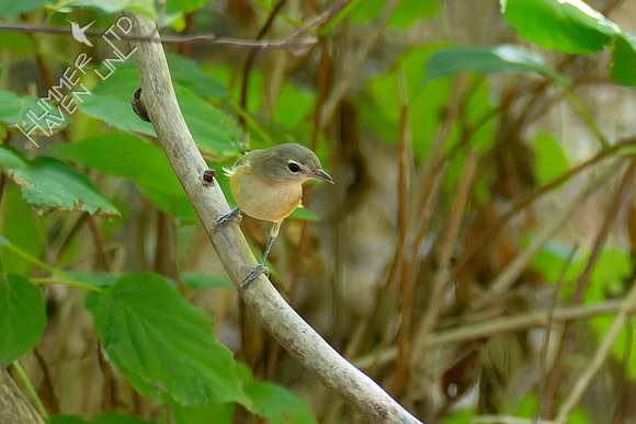 9-12-26 Philadelphia Vireo