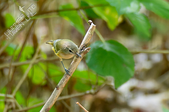 9-12-26 Philadelphia Vireo