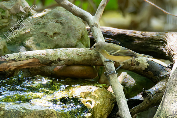 9-12-26 Philadelphia Vireo