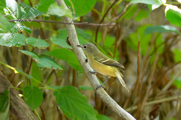 9-12-26 Philadelphia Vireo