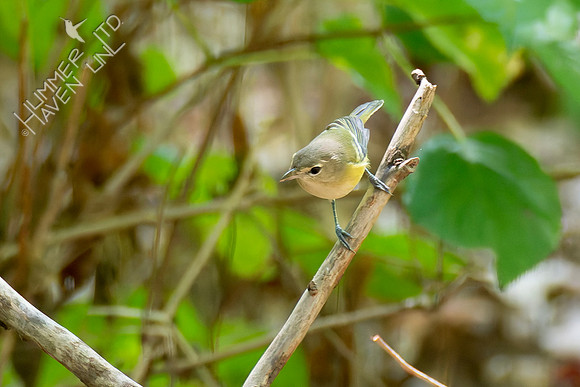 9-12-26 Philadelphia Vireo