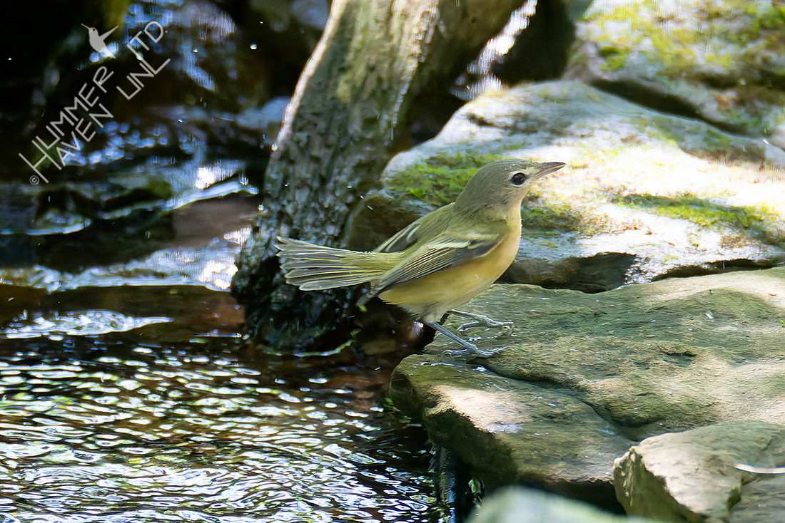 9-12-26 Philadelphia Vireo