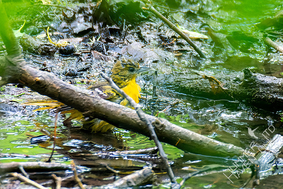 5-7-23 Orchard Oriole female