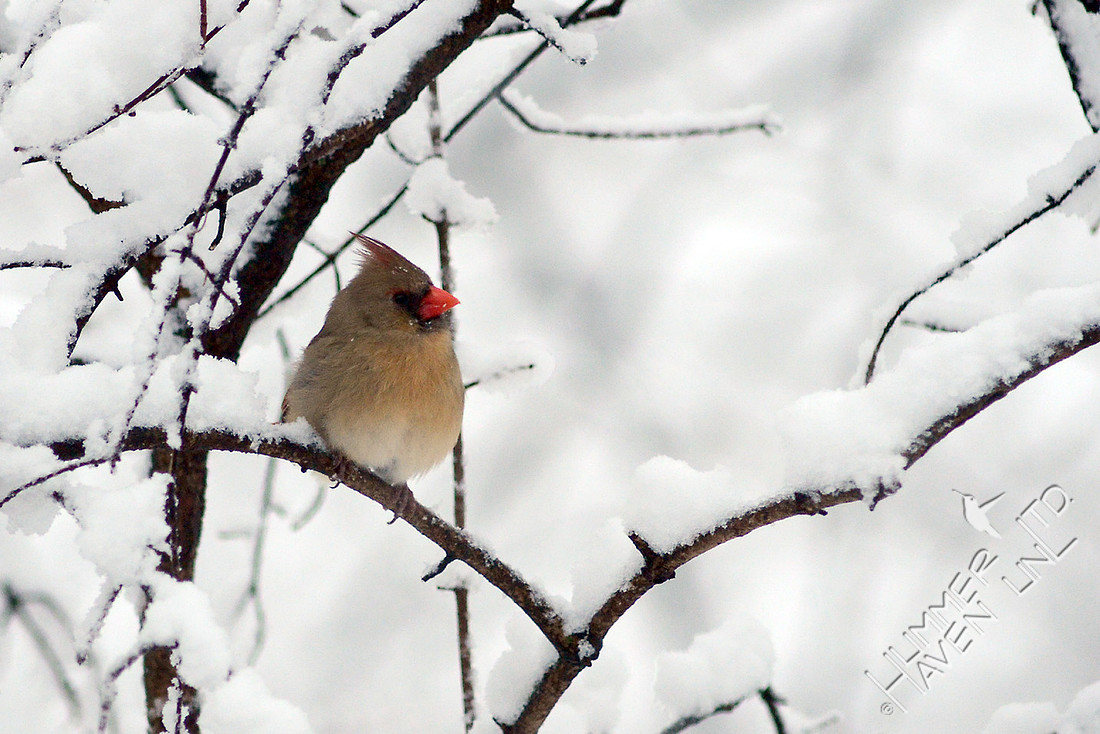 Northern Cardinal 2/24/16