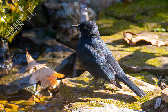 4-14-22 Rusty Blackbird