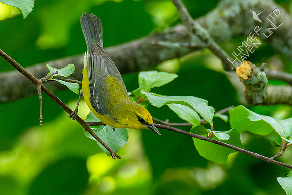 5-7-23 Blue-winged Warbler female