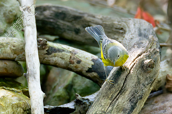 9-14-26 Magnolia Warbler