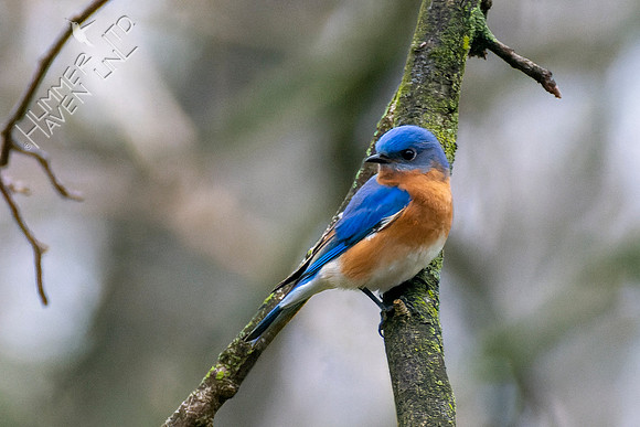 4-12-22 Eastern Bluebird