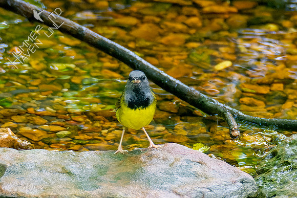 5-10-23 Mourning Warbler