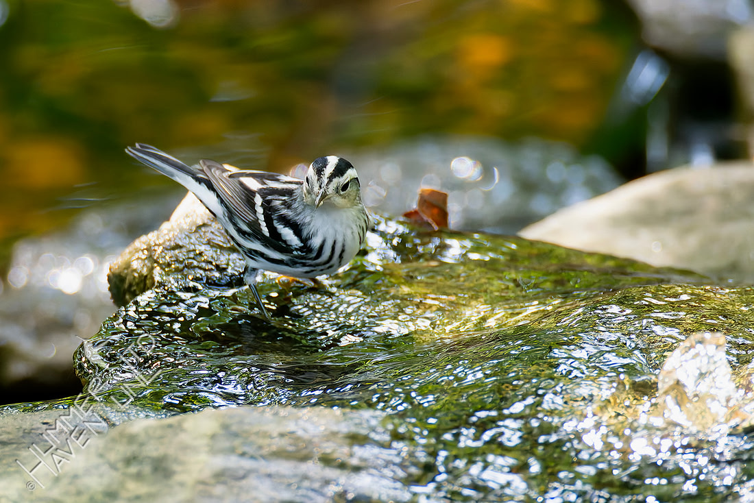 9-14-26 Black-and-white Warbler female