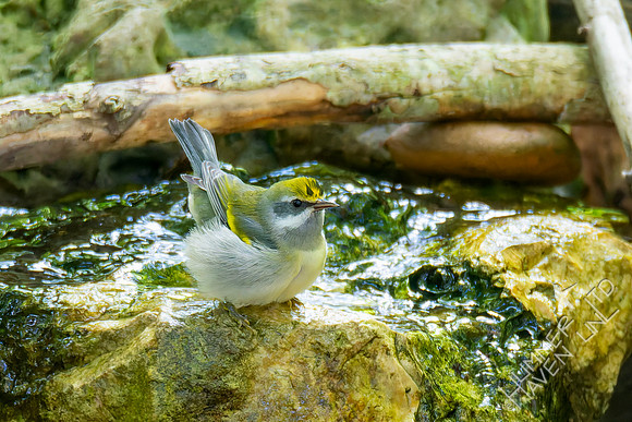 9-15-26 Golden-winged Warbler female