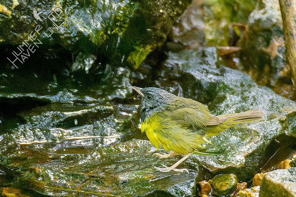5-10-23 Mourning Warbler