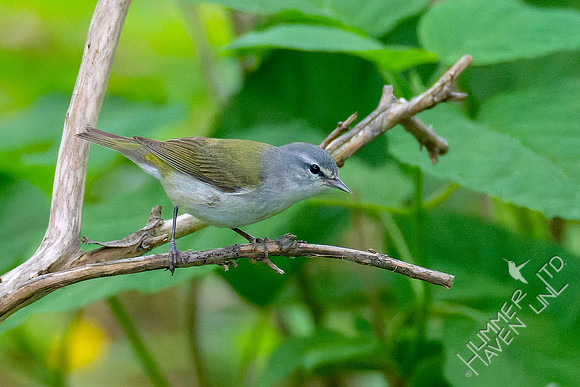 5-7-23 Tennessee Warbler