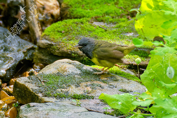 5-10-23 Mourning Warbler