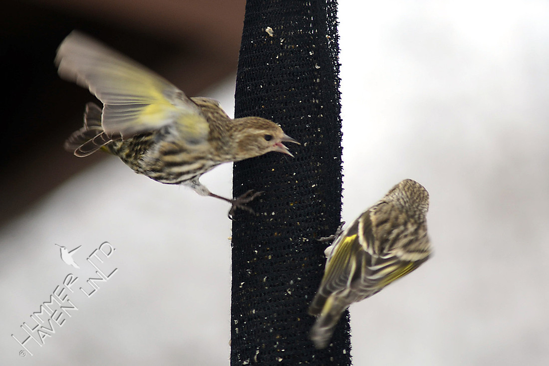 Pine Siskins 2/24/16