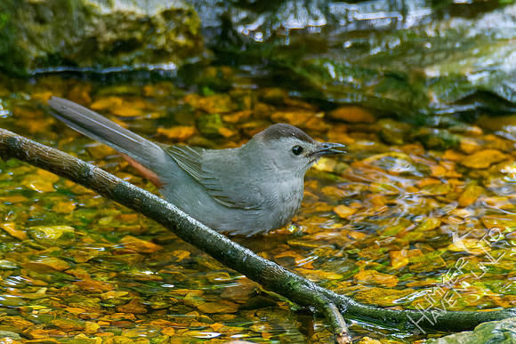 5-8-23 Gray Catbird