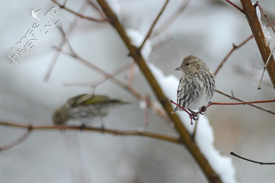 Pine Siskins perch in the Rough-leaved Dogwood (Cornus drummondii) 2/24/16