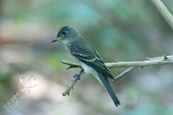 9-15-26 Eastern Wood-Pewee