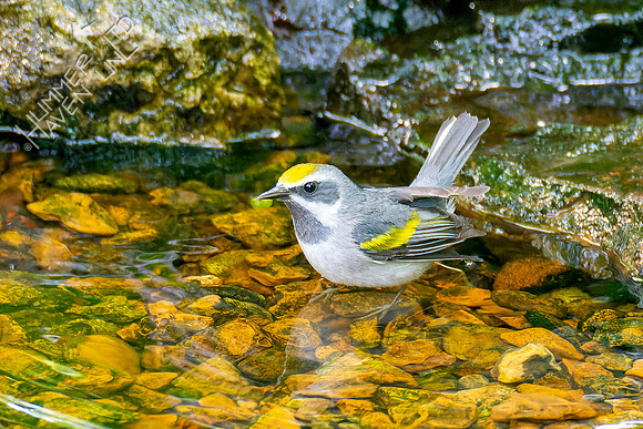 5-7-23 Golden-winged Warbler female