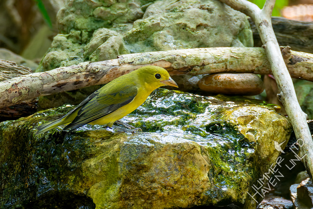 9-17-26 Scarlet Tanager female