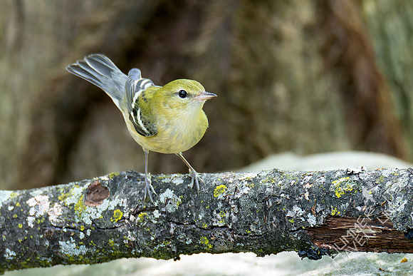 9-14-26 Bay-breasted Warbler