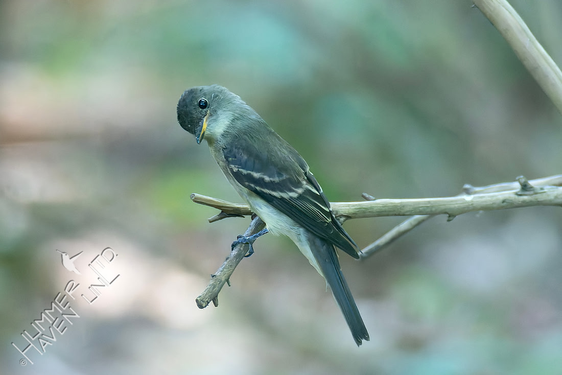 9-15-26 Eastern Wood-Pewee