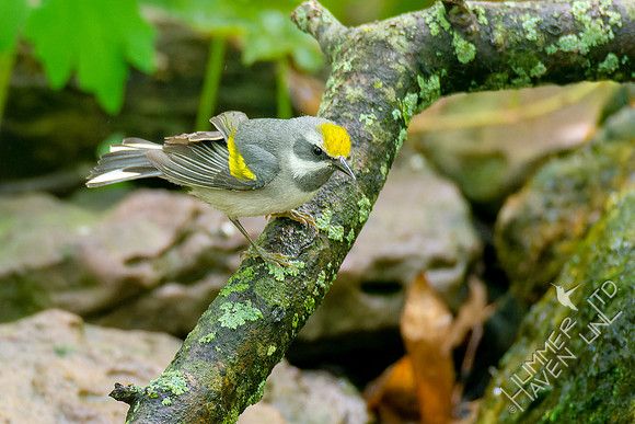 5-6-23 Golden-winged Warbler female