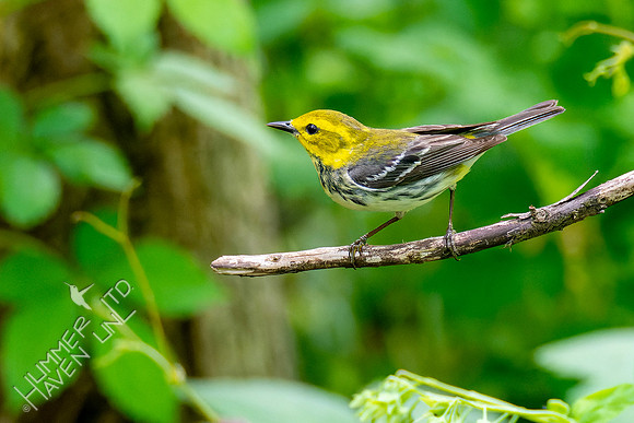 5-7-23 Black-throated Green Warbler