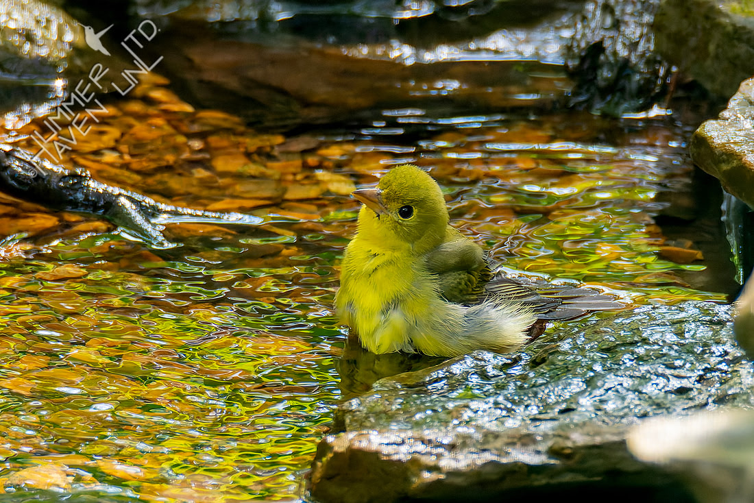 9-16-26 FOY #100 Scarlet Tanager female B#77
