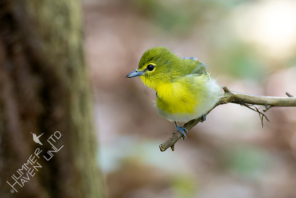 9-14-26 FOY #98 Yellow-throated Vireo B#75