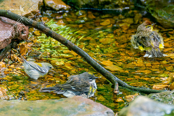 5-4-23 Northern Parula, Yellow-rumped and Palm Warblers