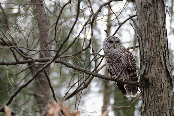 Barred Owl 3-8-16