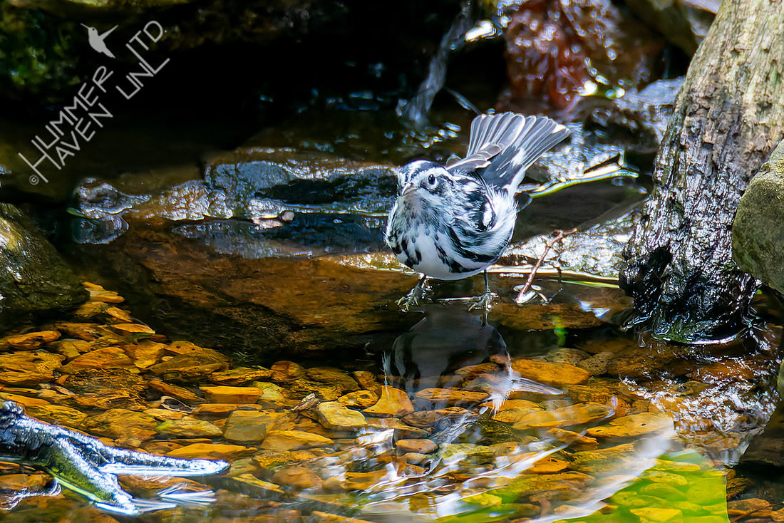 9-14-26 Black-and-white Warbler