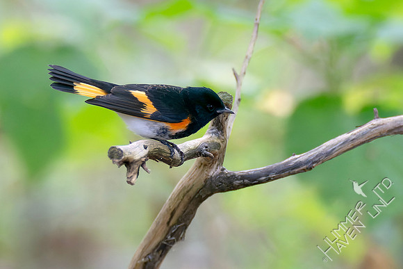 9-14-26 American Redstart