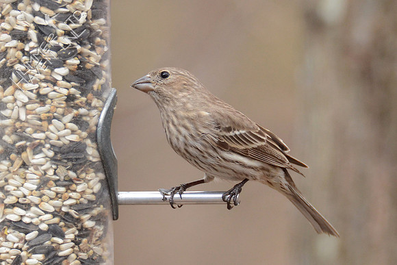 House Finch female 3-4-16