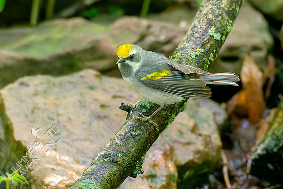 5-7-23 Golden-winged Warbler female