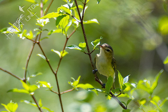 4-23-22 FOY 72 Warbling Vireo