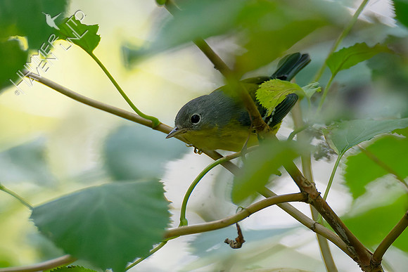 9-14-26 Magnolia Warbler