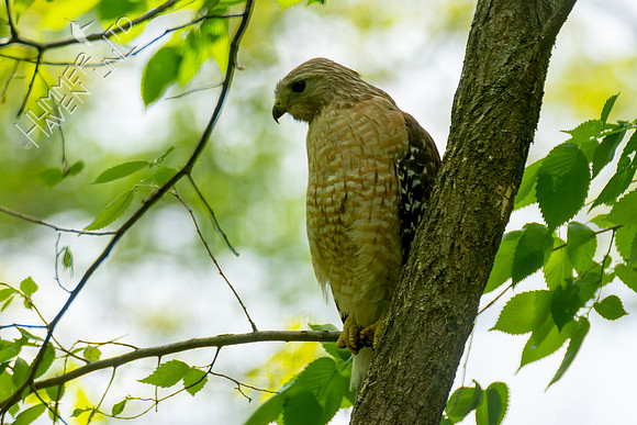 4-30-23 Red-shouldered Hawk