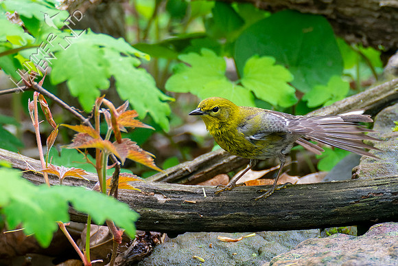 4-30-22 Pine Warbler