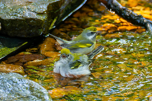 9-14-26 Chestnut-sided and Golden-winged Warbler