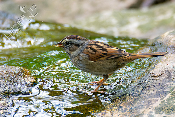 4-15-23 Swamp Sparrow with larvae