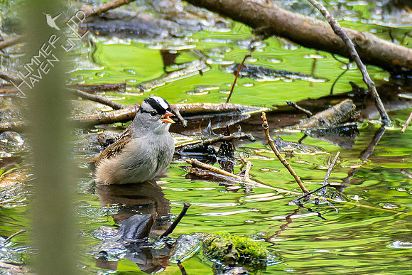5-11-23 White-crowned Sparrow