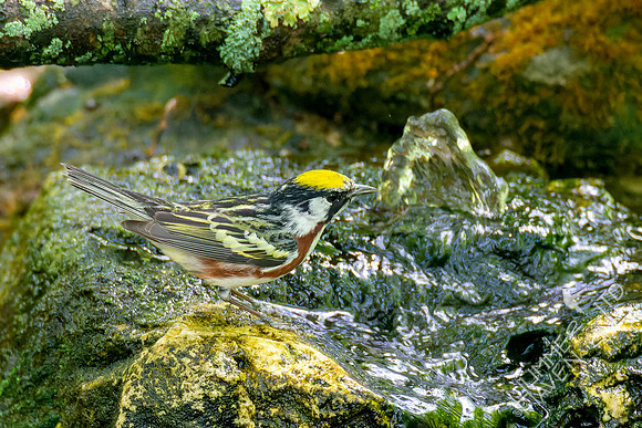5-7-23 Chestnut-sided Warbler