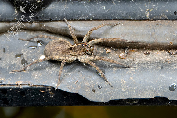 6-30-24 Georgia Wolf Spider 2"