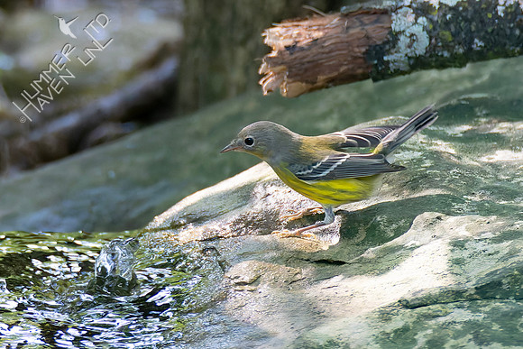 9-15-26 Magnolia Warbler