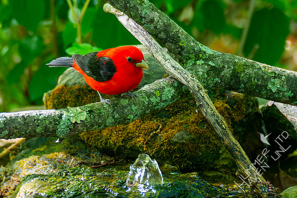 5-3-23 FOY Scarlet Tanager